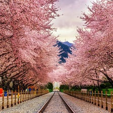 From Yoshino To The Toon: Cherry Blossom Blooms Are On Their Way To Make Our Day