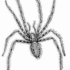A Defense of the Common House Spider
