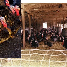 What Thanksgiving Turkeys Represent About America’s Food-Insecure Future