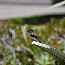 Birds of Kaiser Rooftop Garden