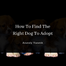 How To Find The Right Dog To Adopt