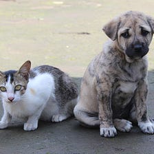 6 Signs of Cat and Dog Fever