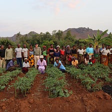 How our smallholder farmers increased capacity to meet a 3k tonne order in less than 90 days