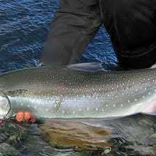 Called to Sea: Steelhead Answer. Metallic. Salmon turn steely too when…, by U.S.Fish&Wildlife Alaska
