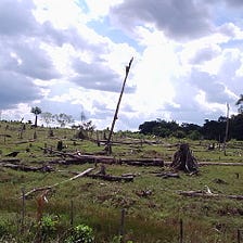 More must be done to halt tropical deforestation