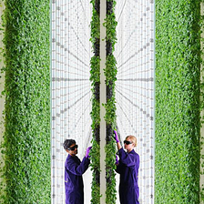 The impact of digitalization on vertical farms