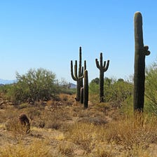 Searching for Adventure in the Sonoran Desert