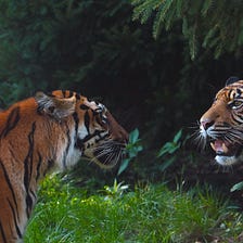 Chinese Proverb “Two Tigers cannot Hide in the Same Mountain”