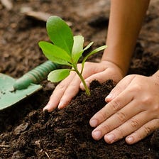 Beginner Gardening Steps You Should Follow