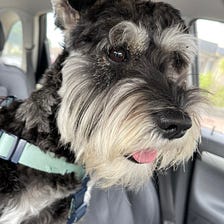 What I learned from my Mini Schnauzer
