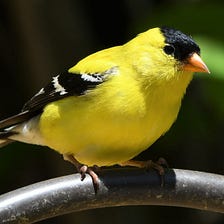 10 Yellow Birds With Black Wings