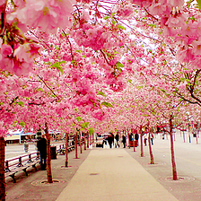 Cherry Blossom Walk, Sakura, Japan