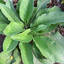 Comfrey And Controversy: Is It Beneficial?