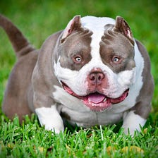 American Bully Dog Breed - Amazing Facts You Must Know!