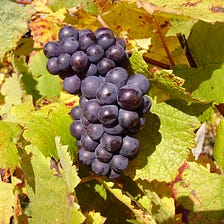 More old school wines: Pinot Noir and Merlot