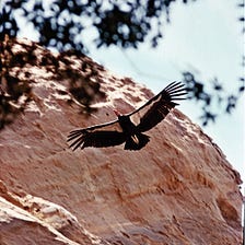My Father, the Condor Man — Part 2