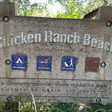 Chicken Ranch Beach, Inverness (Swim, Paddle, Pearl!)