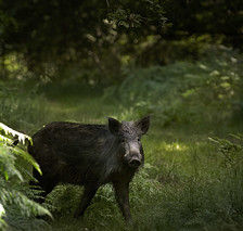 The Wildboar Hunt.