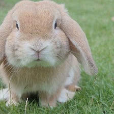11 Ways to Tell if a Pet Rabbit Is Right for You