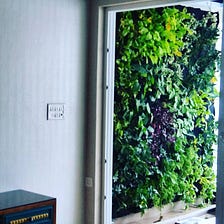 What Can I Grow In Vertical Gardens?