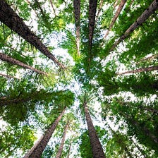 Non-primitive non-linear data structures: Trees