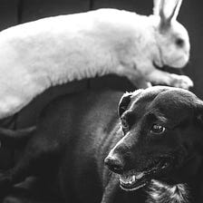 A Dog Chases a Rabbit