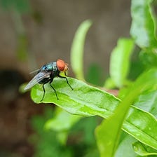 A colorful house fly