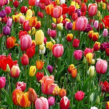 Tulips: A celebration of beauty