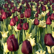 Exploring the Beauty of Tulipmania