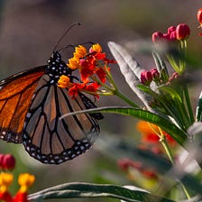 Drought creates a challenge for monarch migration