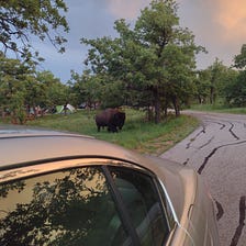 Bison at our campsite, scorpions in the car