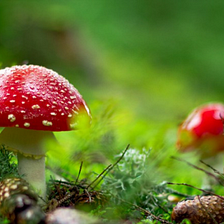 5 Personal Truths I Learned as an Anxious Person Microdosing Psilocybin