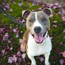 The Similarities of Pit Bulls and Police