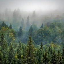 10 Golden Rules for Reforestation