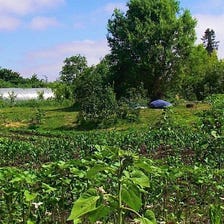 Who invented permaculture?
