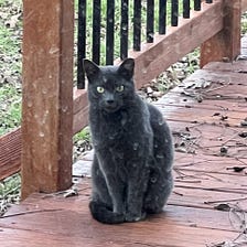 Feral Kitty Update