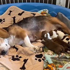 Rescue beagle, who tragically lost her puppies, adopts an orphaned litter