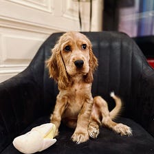 5 Crucial Things We Had to Start Doing When We Got a Puppy