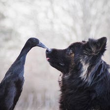 Just 25 Photos of a Dog Who Is Friends With a Duck