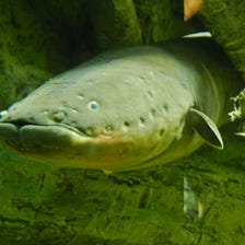 Electric Eels’ Shocking Ability To Alter The Genetics Of Nearby Animals