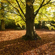 The American Beech Tree: A Majestic Icon