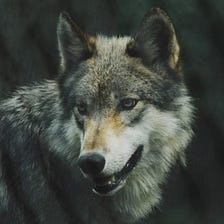 Wolfsmonitoring bei Senckenberg