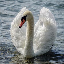 The Swan (after Saint-Saëns)
