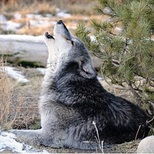 Trophic cascades: Wolves, bees and “spreadsheet thinking”​