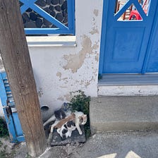 The Charming Street Cats of Greece