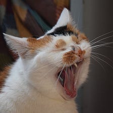 Healthy Cat Mouth | 4 Causes of Smelly Cat’s Mouth