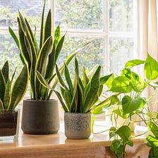 Five Plants For Health and Productivity