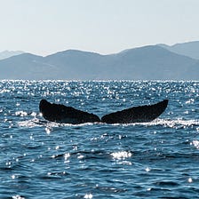 All the lessons I learned from whales