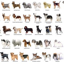 DOG BREED CLASSIFICATION USING TRANSFER LEARNING :BEGINNERS GUIDE