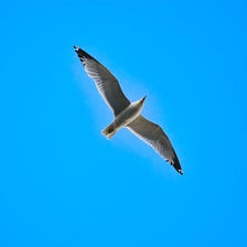 Birds Are Not Free